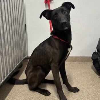 Rasputia -  Labrador Retriever and Mixed Breed Dog for Adoption in League City, Texas - Rasputia | PetCurious