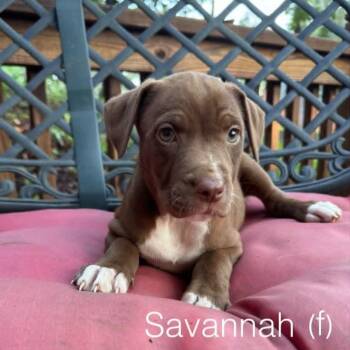Savannah (S litter) -  Mixed Breed Dog for Adoption - Savannah (S Litter) | PetCurious