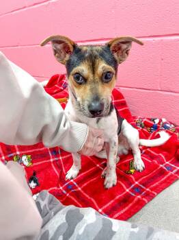 Jack Russell Terrier Dogs Available for Adoption - Ron Weasley | PetCurious