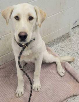 Bagel -  Labrador Retriever and Mixed Breed Dog for Adoption in Kansas City, Missouri - Bagel | PetCurious