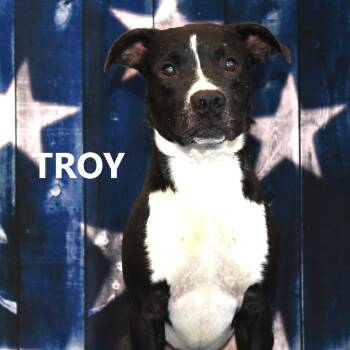 Rescue Pit Bull Terrier Dogs for Adoption in Yuma, Arizona - Troy | PetCurious