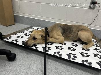 SAMUS -  Siberian Husky and Mixed Breed Dog for Adoption in Ocala, Florida - SAMUS | PetCurious
