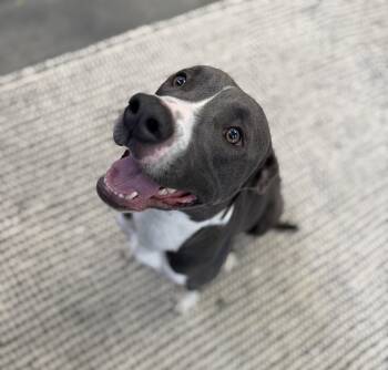 Rescue Pit Bull Terrier Dogs for Adoption in Broken Arrow, Oklahoma - Bishop | PetCurious