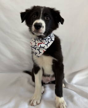 Rescue Border Collie Dogs for Adoption in Palo Alto, California - Fiddle | PetCurious