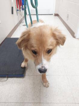 No Creek Rd 2(Bacchus) -  Australian Shepherd Dog Available for Adoption in Mocksville, North Carolina - No Creek Rd 2(Bacchus) | PetCurious