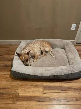 Rosie -  Australian Cattle Dog Blue Heeler Dog for Adoption in Junction, Texas - Rosie | PetCurious