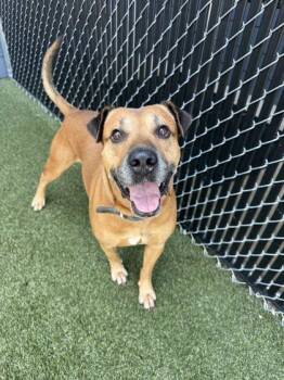 Scooby -  Mixed Breed Dog for Adoption in Lafayette, Indiana - Scooby | PetCurious