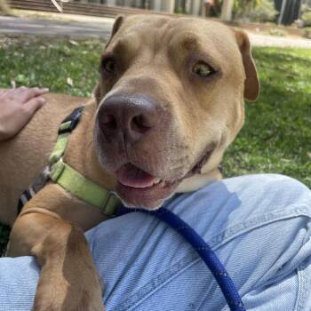 Bodhi -  Pit Bull Terrier and Mixed Breed Dog for Adoption in Los Angeles, California - Bodhi | PetCurious