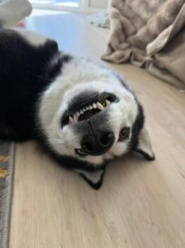 Rory -  Siberian Husky Dog for Adoption in Torrance, California - Rory | PetCurious