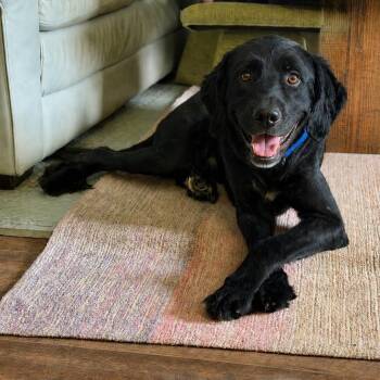 Denver -  Flat Coated Retriever and Poodle Dog for Adoption in Buford, Georgia - Denver | PetCurious