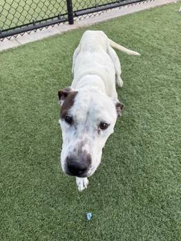 Mixed Breed Dogs Available for Adoption in Dallas, Texas - LAVENDER | PetCurious