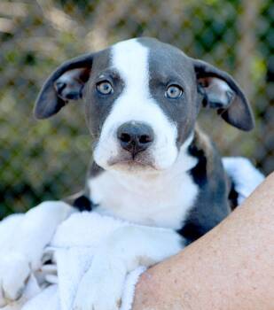 Plum (AO37456) -  American Bulldog Dog for Adoption in Kansas City, Kansas - Plum (AO37456) | PetCurious