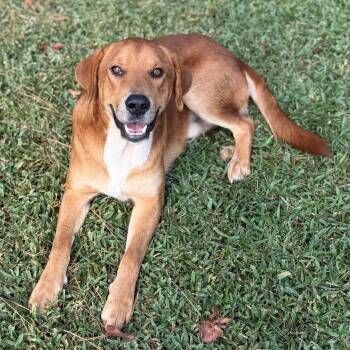 Ryder -  Golden Retriever Dog for Adoption - Ryder | PetCurious
