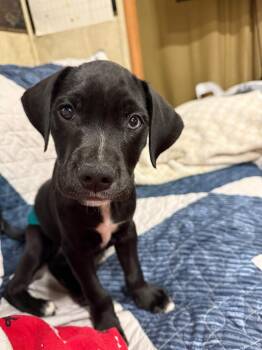 Labrador Retriever Dogs Available for Adoption in Houston, Texas - Cooper | PetCurious