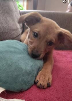 Oatmeal Cream Pie -  Mixed Breed Dog for Adoption in Rockland, Wisconsin - Oatmeal Cream Pie | PetCurious