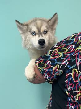 Alfred -  Husky Dog for Adoption in Mishawaka, Indiana - Alfred | PetCurious