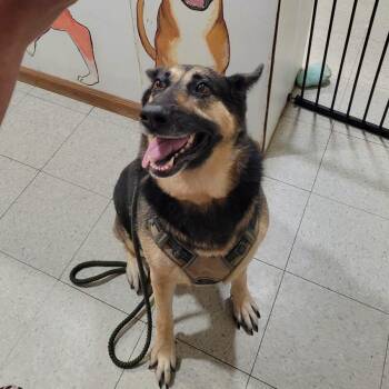 zoey -  German Shepherd Dog Dog for Adoption in Petersburg, Indiana - Zoey | PetCurious