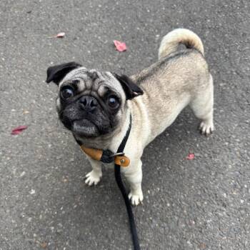 Lily -  Pug Dog for Adoption in Newberg, Oregon - Lily | PetCurious
