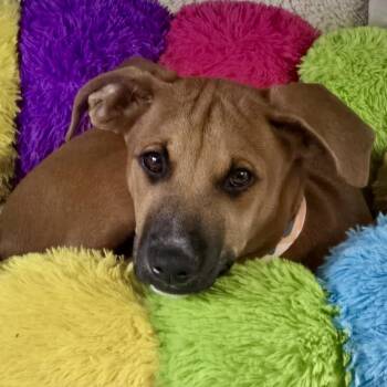 Mixed Breed Dogs Available for Adoption in Glen Rock, New Jersey - Asher | PetCurious