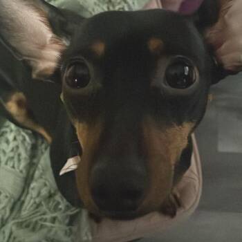 Negra -  Dachshund Dog for Adoption in Webster, Texas - Negra | PetCurious
