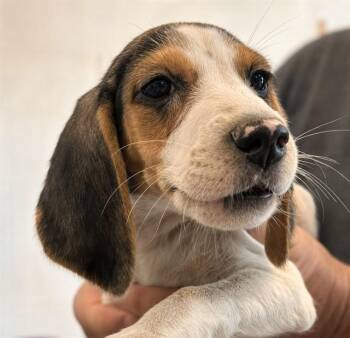 LORETTA -  Beagle and Foxhound Dog for Adoption in Westminster, Maryland - LORETTA | PetCurious