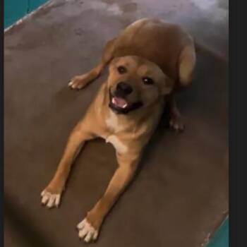 Pit Bull Terrier Dogs Available for Adoption - Champ | PetCurious