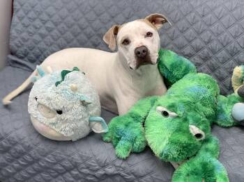 Terrier Dogs Available for Adoption in Charles Town, West Virginia - Freya | PetCurious