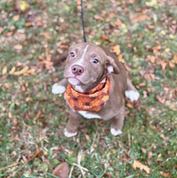 Rescue Mixed Breed Dogs for Adoption in Upper Sandusky, Ohio - Rowdy | PetCurious