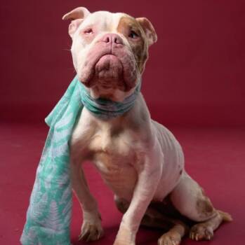 Melissa -  American Staffordshire Terrier and Mixed Breed Dog for Adoption in New York, New York - Melissa | PetCurious