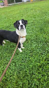 Panda -  Dachshund and Australian Cattle Dog Blue Heeler Dog for Adoption in Marion, Ohio - Panda | PetCurious