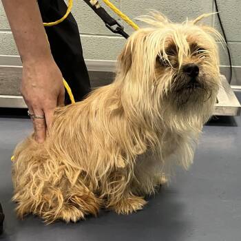 Shih Tzu Dogs Available for Adoption in Greensboro, North Carolina - Baguette | PetCurious