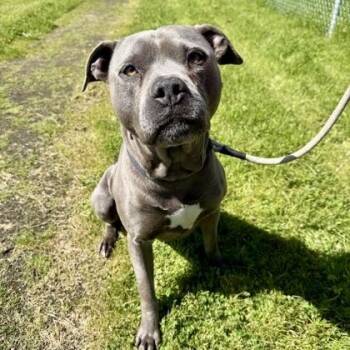 Mixed Breed Dogs Available for Adoption in Roseburg, Oregon - Ford | PetCurious