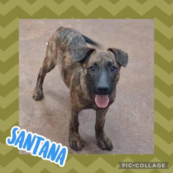 Santana -  Shepherd and Hound Dog for Adoption in Ringwood, New Jersey - Santana | PetCurious