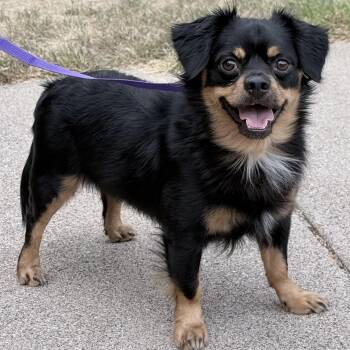 Paolo -  Pug and Chihuahua Dog for Adoption in South Saint Paul, Minnesota - Paolo | PetCurious
