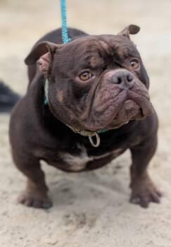 Brady -  American Bulldog Dog for Adoption in Deering, New Hampshire - Brady | PetCurious