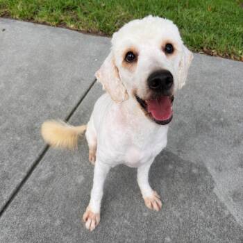 Doug -  Poodle and Mixed Breed Dog for Adoption in Jupiter, Florida - Doug | PetCurious