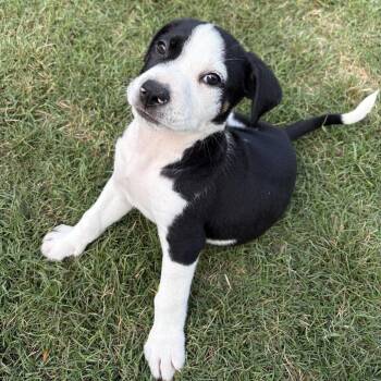 Marty -  Shepherd and Mixed Breed Dog for Adoption in Fayetteville, Arkansas - Marty | PetCurious