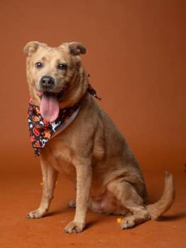 Honey -  Labrador Retriever and Mixed Breed Dog for Adoption in Atlanta, Georgia - Honey | PetCurious