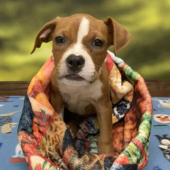 Dorrie #4 -  Pit Bull Terrier and Mixed Breed Dog for Adoption in Auburn, New Hampshire - Dorrie #4 | PetCurious