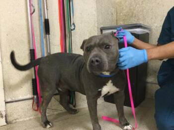 BUDDY -  Pit Bull Terrier Dog for Adoption in Riverside, California - BUDDY | PetCurious