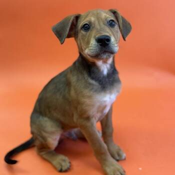 Rescue Mixed Breed Dogs for Adoption in Yaphank, New York - Diesel | PetCurious