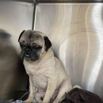Gilbert 8956 -  Pug Dog for Adoption in Loxahatchee Groves, Florida - Gilbert 8956 | PetCurious