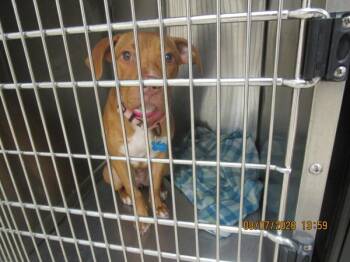 Tallow(302) -  Pit Bull Terrier Dog for Adoption in Marietta, Georgia - Tallow(302) | PetCurious