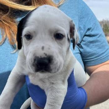 Great Pyrenees Dogs Available for Adoption - Eden | PetCurious