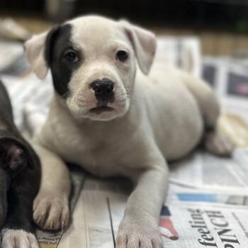 Mixed Breed Dogs Available for Adoption in Gadsden, Alabama - California | PetCurious