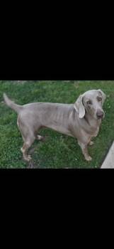 Weimaraner Dogs Available for Adoption in Fayetteville, Arkansas - Precious | PetCurious