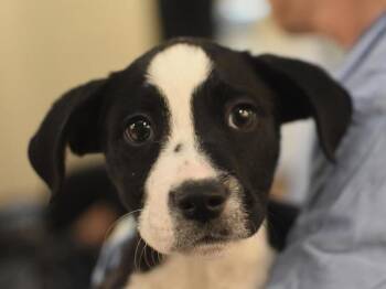 Rescue Labrador Retriever Dogs for Adoption in Portland, Oregon - Domino | PetCurious