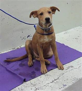 A2097031 -  Staffordshire Bull Terrier and Mixed Breed Dog for Adoption in Houston, Texas - A2097031 | PetCurious