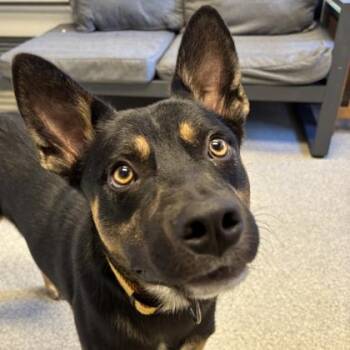 Maddox -  Mixed Breed Dog for Adoption in Lansing, Michigan - Maddox | PetCurious