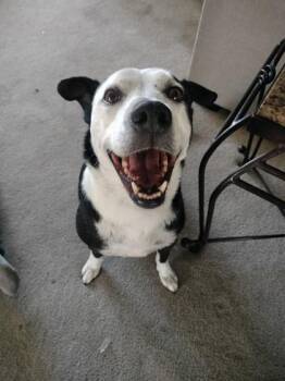 ELI/WEDNESDAY -  Pit Bull Terrier and Mixed Breed Dog for Adoption in El Paso, Texas - ELI/WEDNESDAY | PetCurious